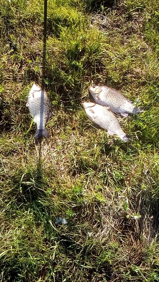 ефимов леонид.jpg