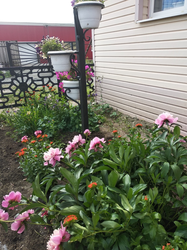 клума аптека.jpg