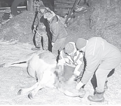 «Аш биреу» у нагайбаков