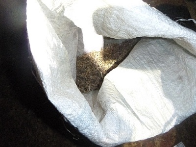 Полтора килограмма марихуаны - реальный срок