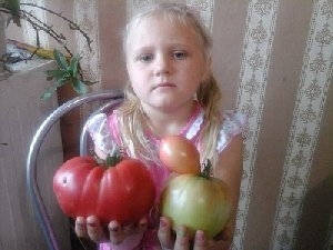 Конкурс "Сеньор Помидор" завершён