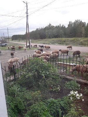 А овцы всё бродят и бродят…