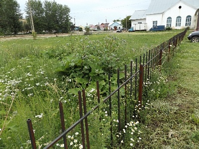 Красота своими руками? Или крапива с полынью?