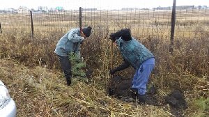 Жители Фершампенуаза снова сажали сосенки