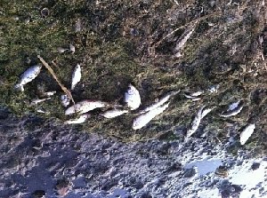 Что стало причиной гибели рыбы в Гумбейке?