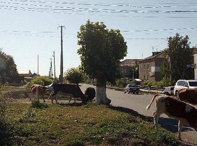 Гуляют коровы по селу
