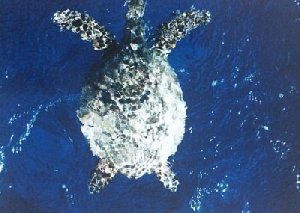 Как сохранить водные ресурсы?