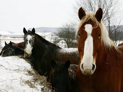 Житель села Париж избил пожилого односельчанина из-за лошадей