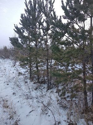 Сажаем а потом пилим?