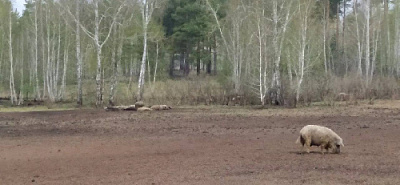 Полсотни хрюшек на вольном выпасе