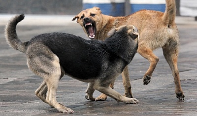 И вновь о бродячих собаках