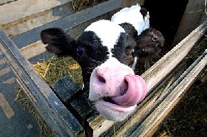 Украли телят, обнаружен труп