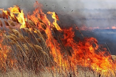 Огонь был недалеко от детского оздоровительного лагеря