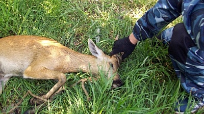 В Нагайбакском районе браконьеры пойманы на месте преступления