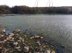 Что случилось с рыбой?