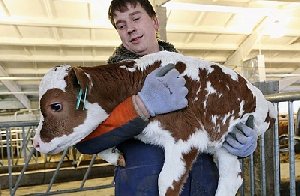 На Южном Урале поддержат начинающих фермеров