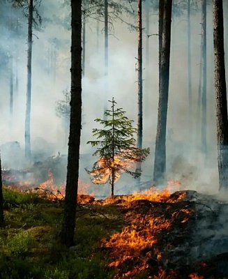 Аномальная жара усиливает опасность пожаров на Южном Урале 