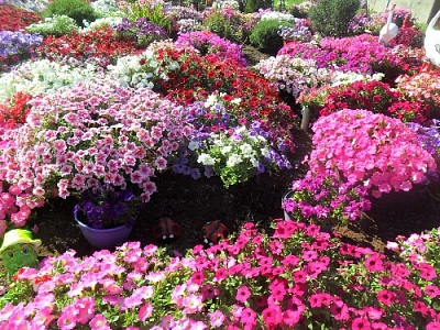 Спешите запечатлеть красоту!