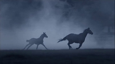 Полиция ищет владельца лошадей