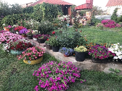 Выбрали «Королеву клумбы»