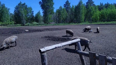 Хрюшки не должны гулять по лесу