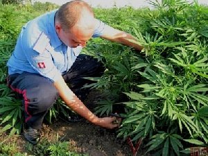 Сообщи, где растёт дурман