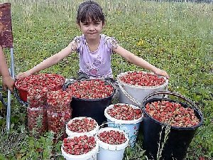 В Нагайбакском районе - ягодная пора