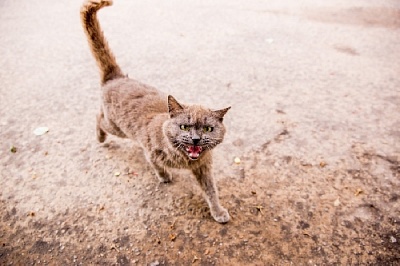 В Нагайбакском районе кошка стала жертвой бешенства