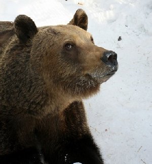 Прогноз от медведицы Бусинки 