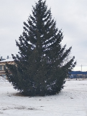 Главная Ёлка Нагайбакского района установлена