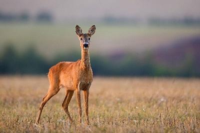 В Нагайбакском районе обнаружены остатки застреленных косуль 