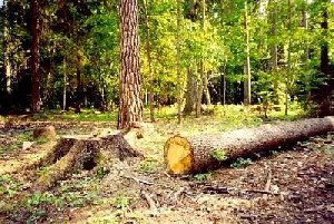 Лесничий в Нагайбакском районе совершил мошенничество  