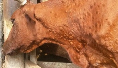 Осторожно! Нодулярный дерматит!