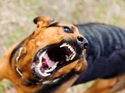 В Фершампенуазском поселении объявлен карантин по бешенству животных