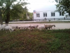 Бродят козы по Фершампенуазу