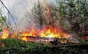 Снова начнут поджигать стерню?