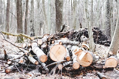 Чёрных лесорубов накажут