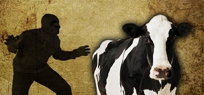 Берегите скот от хищений