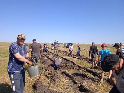 Жители посёлка Кужебаевский посадили саженцы сосны