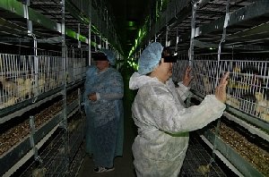 Апелляционная жалоба Нагайбакского птицекомплекса не удовлетворена 