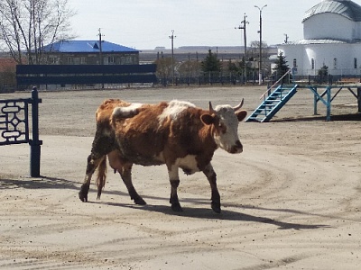 Не броди, бурёнка, по селу
