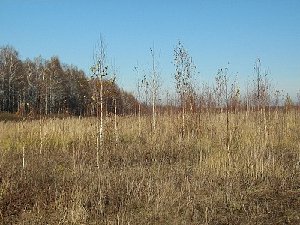 Бурьяна на полях Нагайбакского района станет меньше