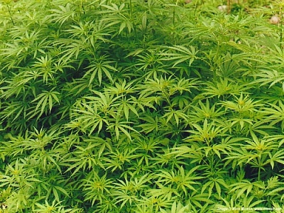 За хранение марихуаны местному жителю грозит до 10 лет тюрьмы.