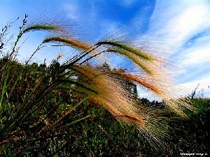 Сорняк с красивой челкой