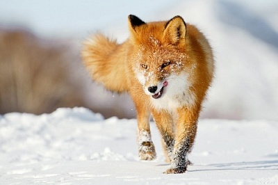 Осторожно! Бешеные лисы!