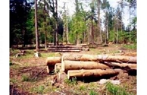 Наломали дров на 5 миллионов