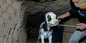 В Нагайбакском районе участились сезонные кражи скота