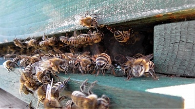Отчего гибнут пчёлы?