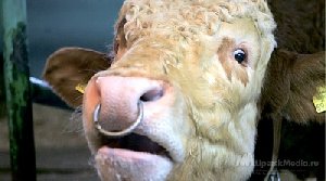 Бык напал на фермера