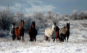 Лошади из Нагайбакского района стали причиной скандала?